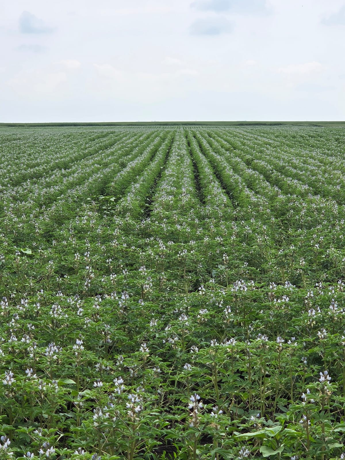 Ce este lupinul și care sunt particularitățile lui?